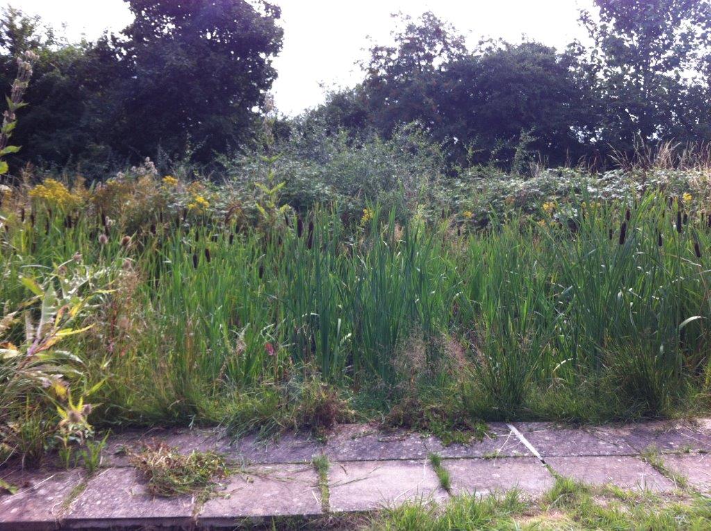 Overgrown pond