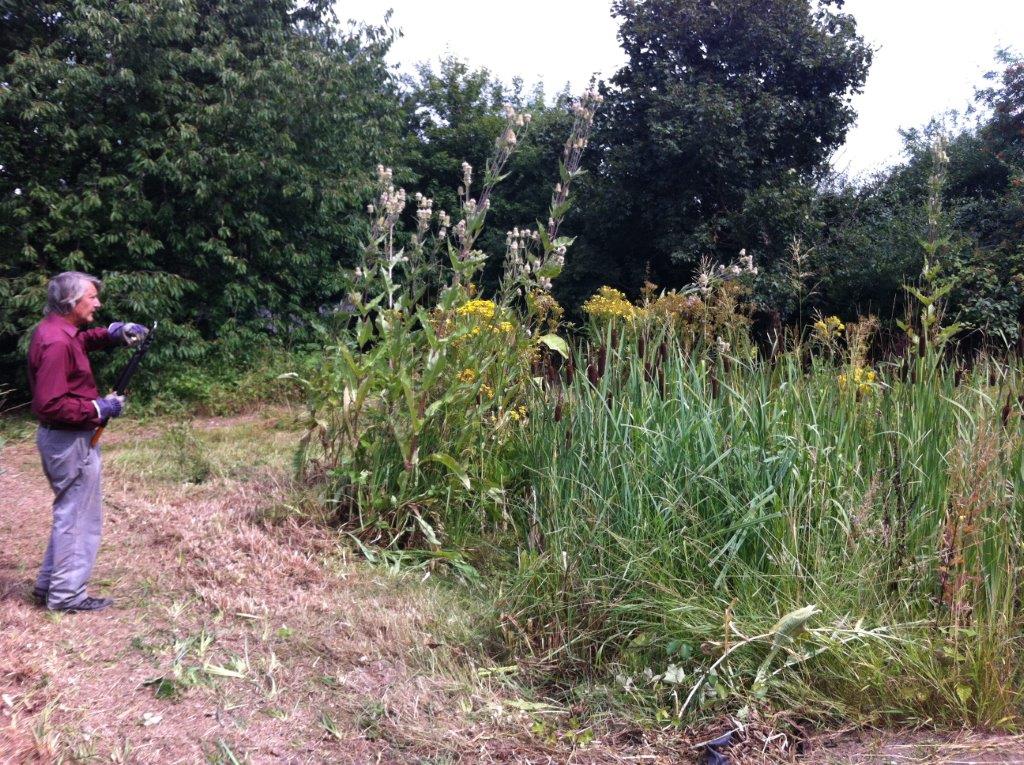 Some of the remaining vegetation