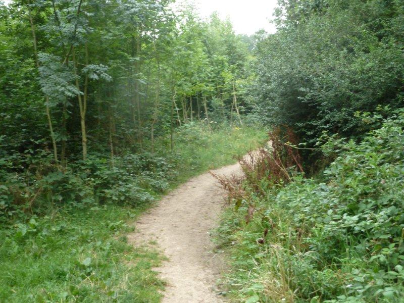 Overgrown footpath