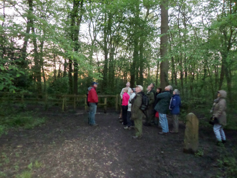 Walkers look for a tree creeper's nest