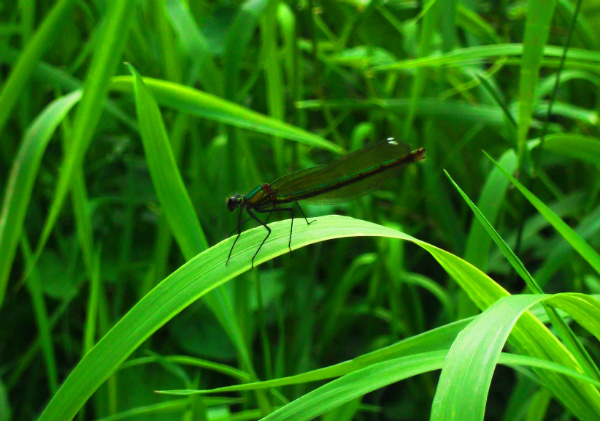 Damselflies