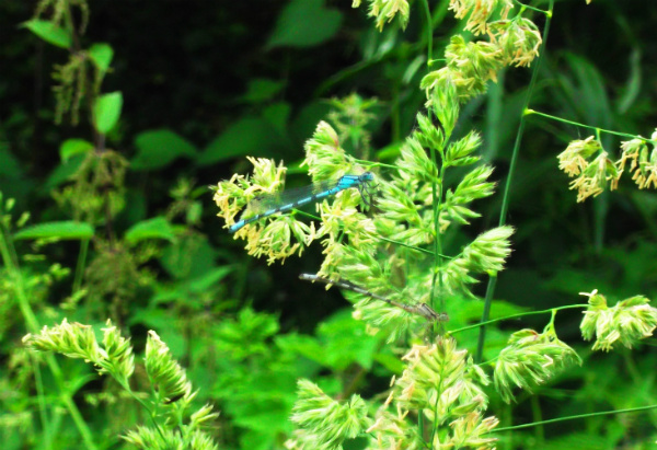 Walking through nettles