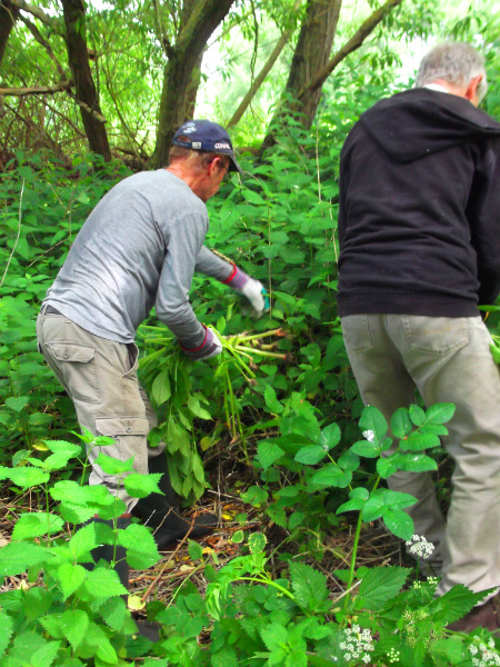 Balsam pulling