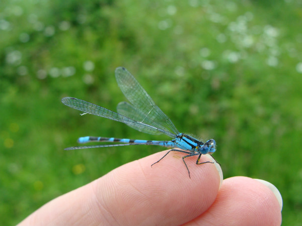 Damselfly close-up