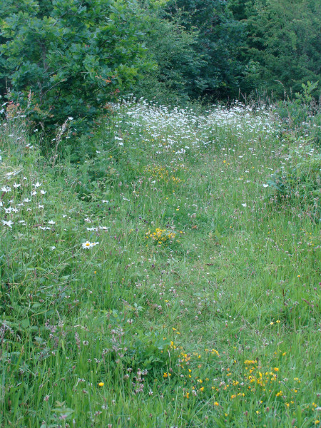 Meadow flowers