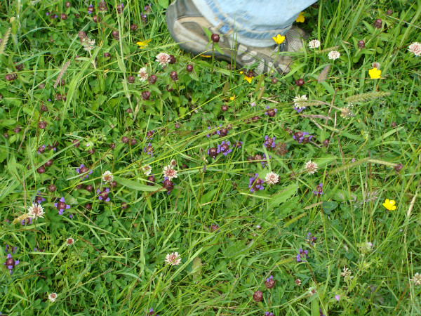 Meadow flowers