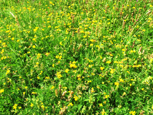 Wildflower meadow