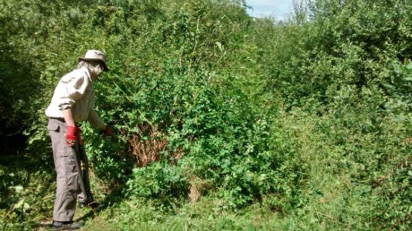 Volunteer clears scrub