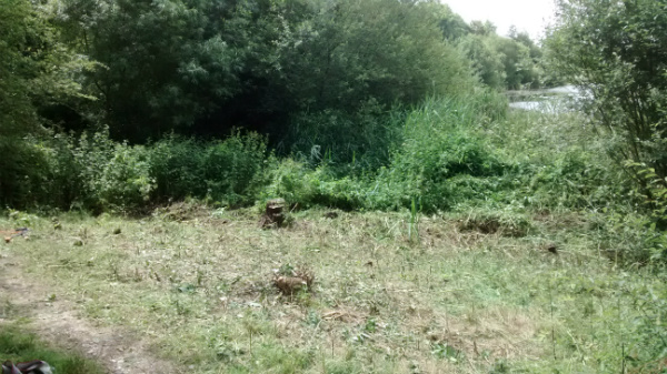 Area cleared of scrub