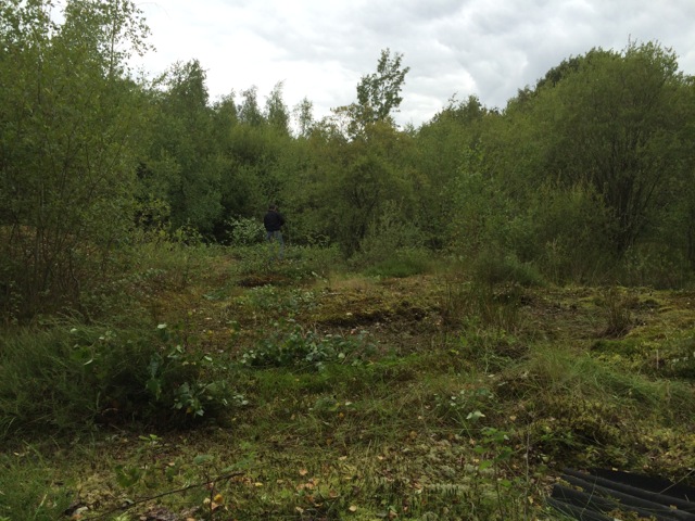 Area cleared of scrub