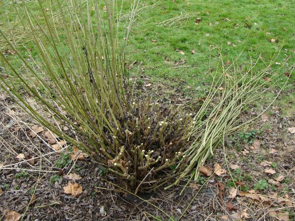 Willow stool