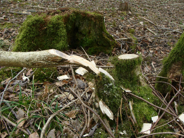 Stem cut for layering