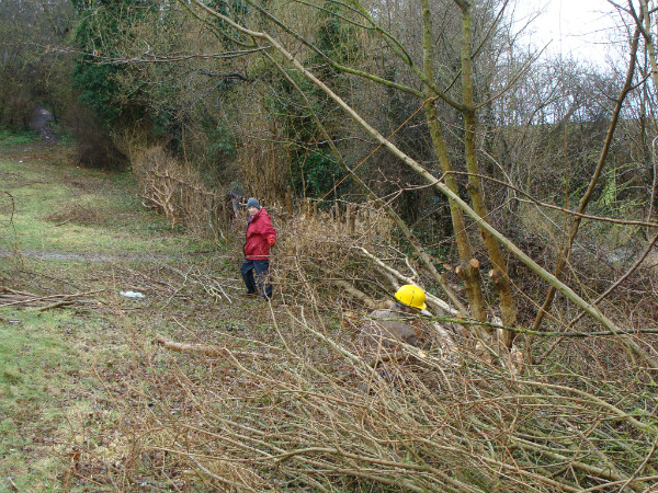 Laying hedge