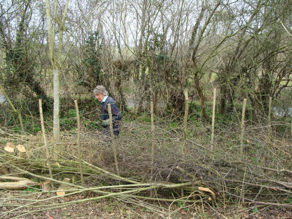 Staking laid hedge