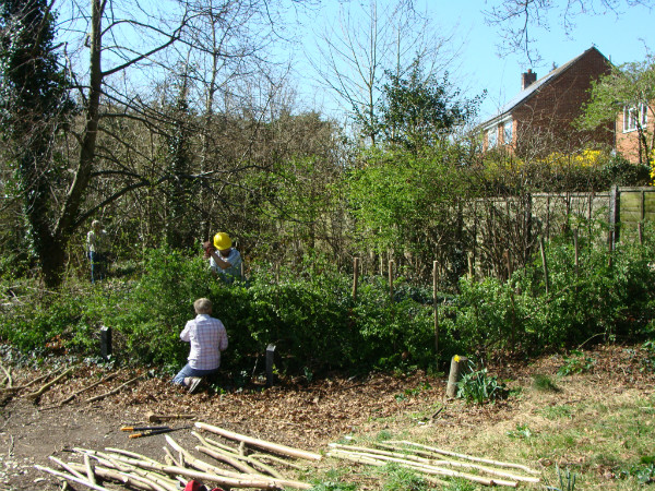 Hedgelaying