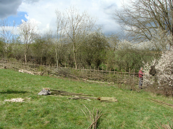 Completed hedge with blackthorn in blossom.