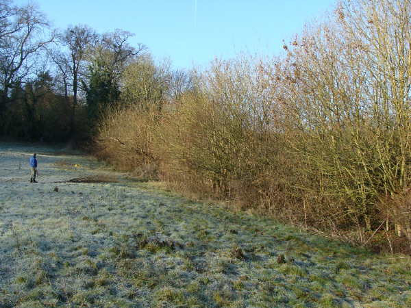 Hedge to be laid