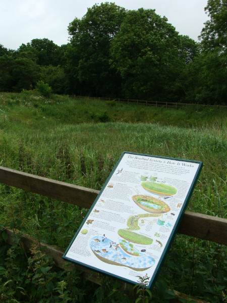 Reed beds