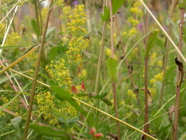 Wild flowers