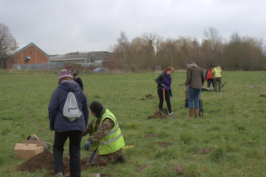 Tree planting in progress