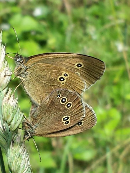 Ringlet butterflies